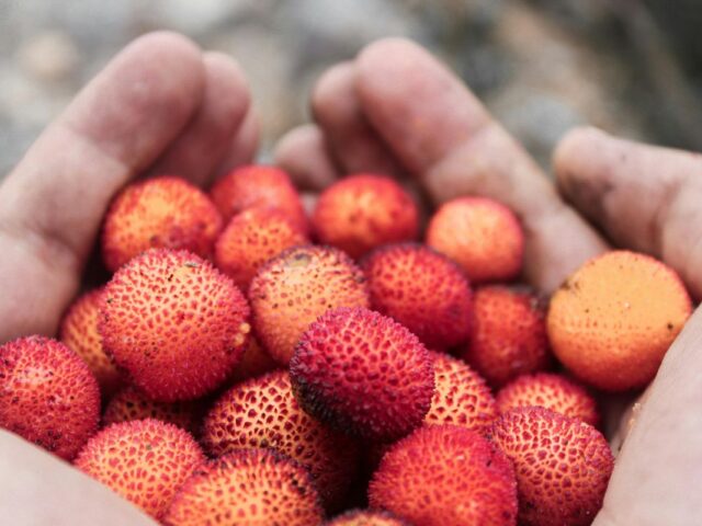Mengetahui tujuh manfaat buah leci untuk kesehatan 
