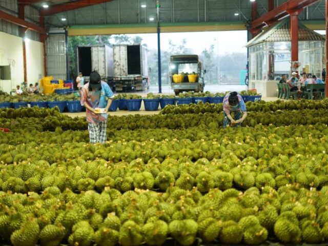 Musim durian tiba, warga China dapat pasokan dari Thailand dan Vietnam