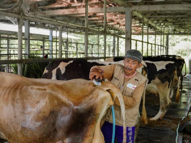 Sarihusada lakukan pengembangan peternak lokal gaungkan manfaat susu