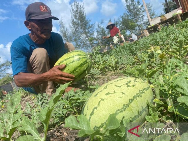 Semangka mengandung banyak nutrisi untuk kesehatan