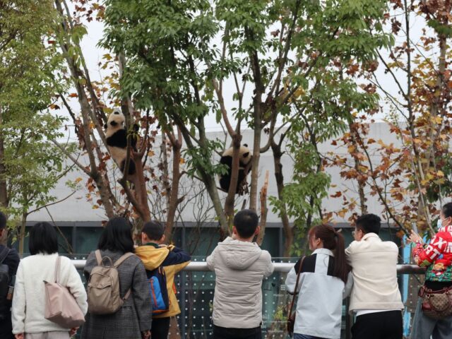 Melihat pusat penangkaran panda di Chengdu